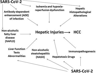 SARS-CoV-2 induced hepatic injuries and liver complications